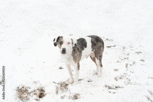 Spotted dog standing in a snowy field during active snowfall