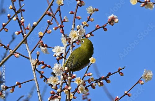 Japanese apricot bloosom is a flower that is loved by Japanese people because it endures the cold of winter and blooms in early spring. photo