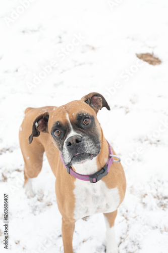 Close-up of a Boxer dog in snowfall with snow on its face