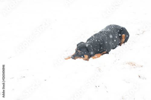 Rottweiler lying in the snow during active snowfall