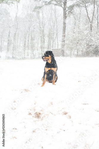 Rottweiler sitting in a snowy landscape during active snowfall