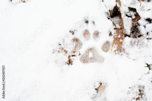 Dog paw print in fresh snow with fallen leaves nearby