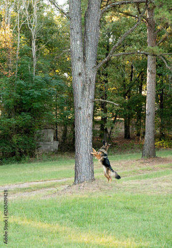 German Shepherd jumping against a tree in a grassy forest area