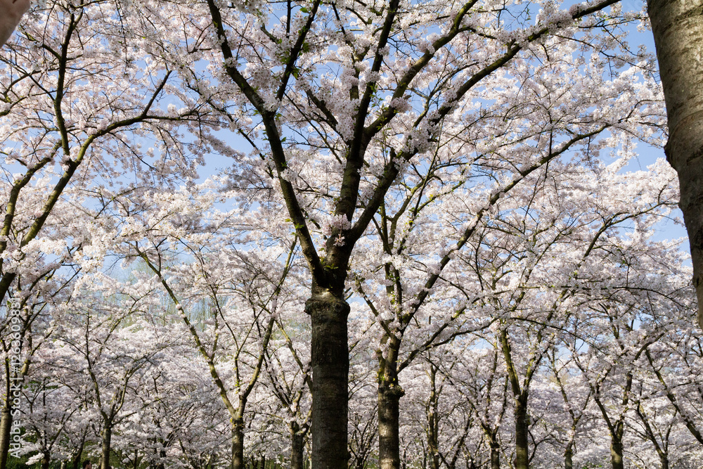 A stunning close-up shot of delicate cherry blossoms (sakura) in full bloom. A stunning close-up shot of delicate cherry blossoms (sakura) in full bloom.