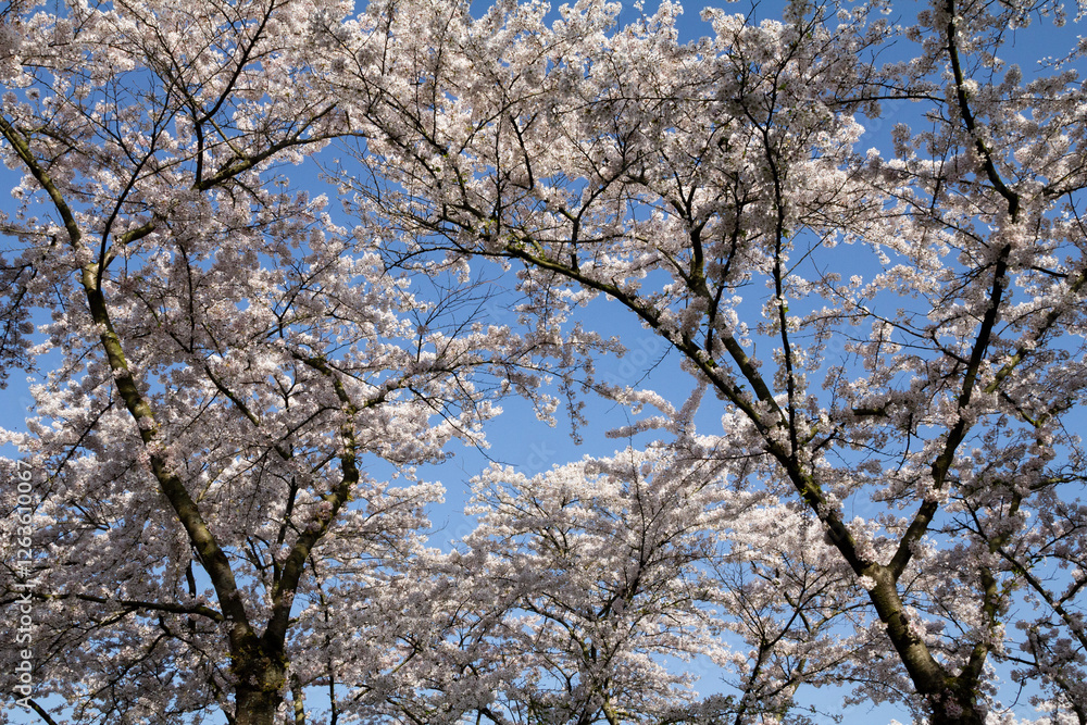 A stunning close-up shot of delicate cherry blossoms (sakura) in full bloom. A stunning close-up shot of delicate cherry blossoms (sakura) in full bloom.