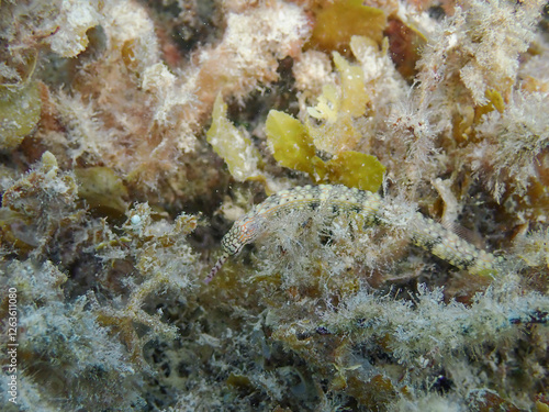 Close-up of a Messmate pipefish (Corythoichthys intestinalis) swimming over coral reefs in Bawean Island, Indonesia. photo