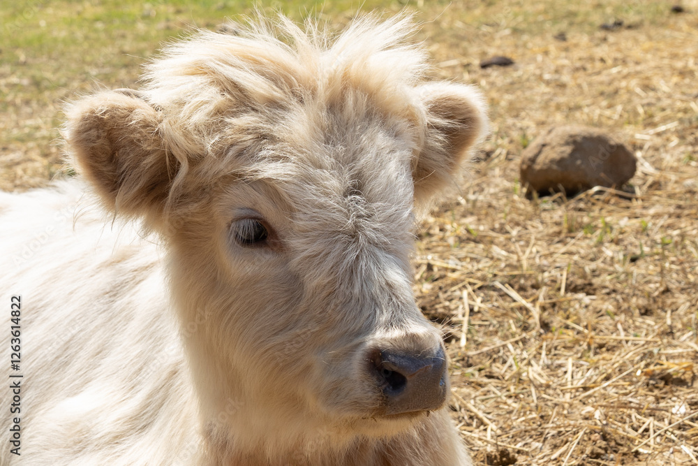Tan colored mini cow close-up