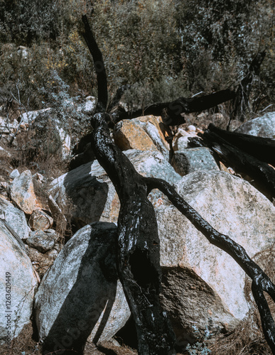 Burnt tree in Namadgi National park