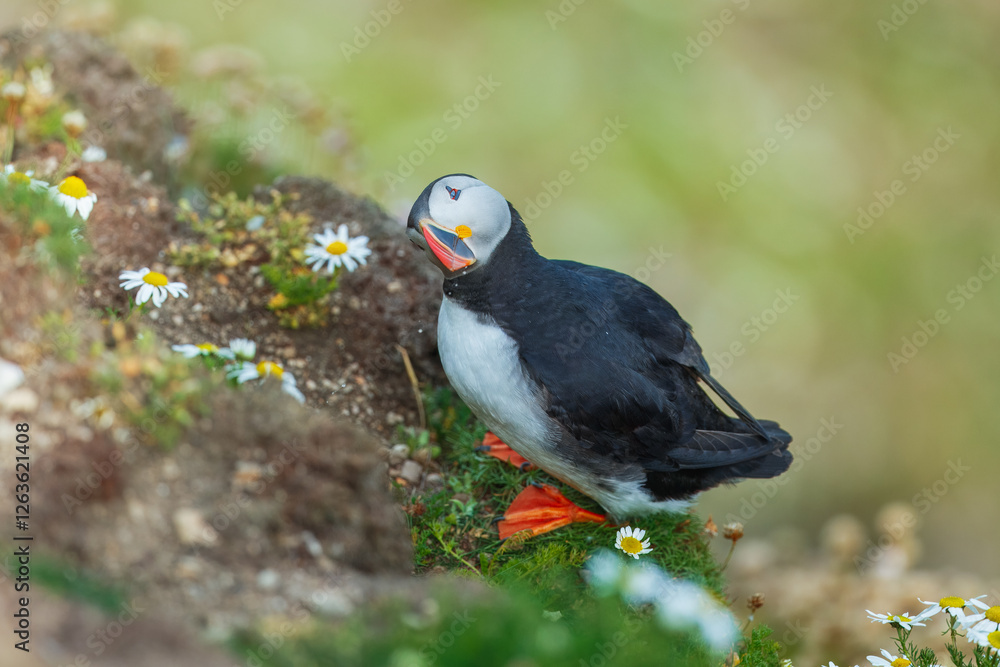 Obraz premium Beautiful Atlantic puffin bird or common puffin living on coastline during the breeding season on summer at Shetlands island. 