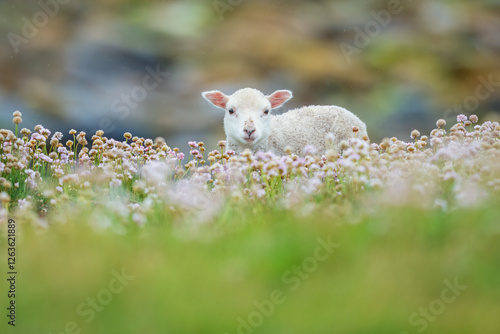 Cute baby sheep on a clifftop overlooking the sea in the Shetland islands - Hermaness NNR,Unst,Shetland Islands, Scotland, United Kingdom
