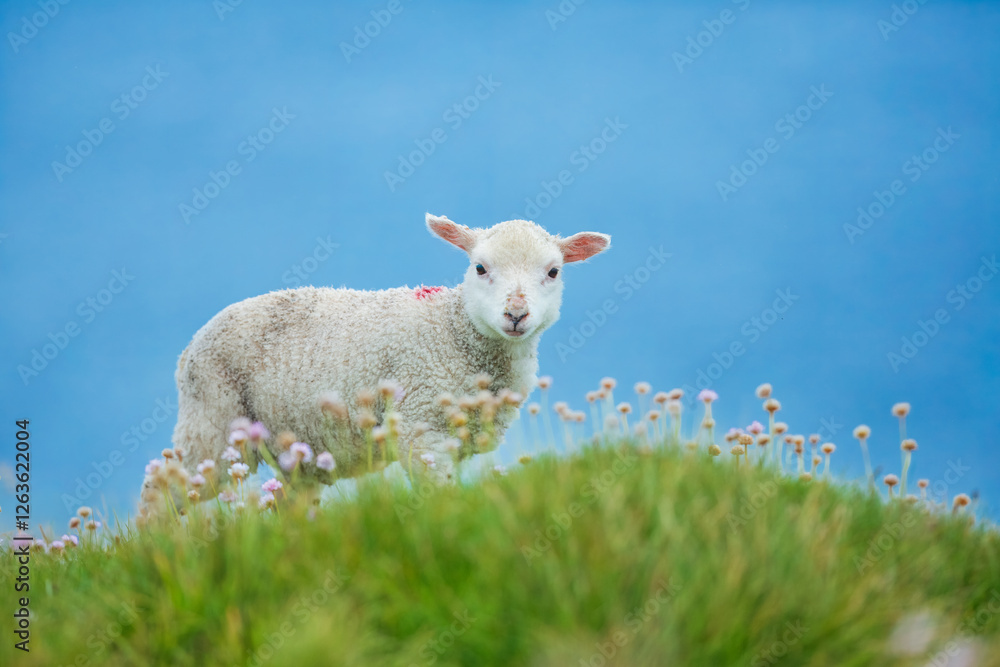 Obraz premium Cute baby sheep on a clifftop overlooking the sea in the Shetland islands - Hermaness NNR,Unst,Shetland Islands, Scotland, United Kingdom 