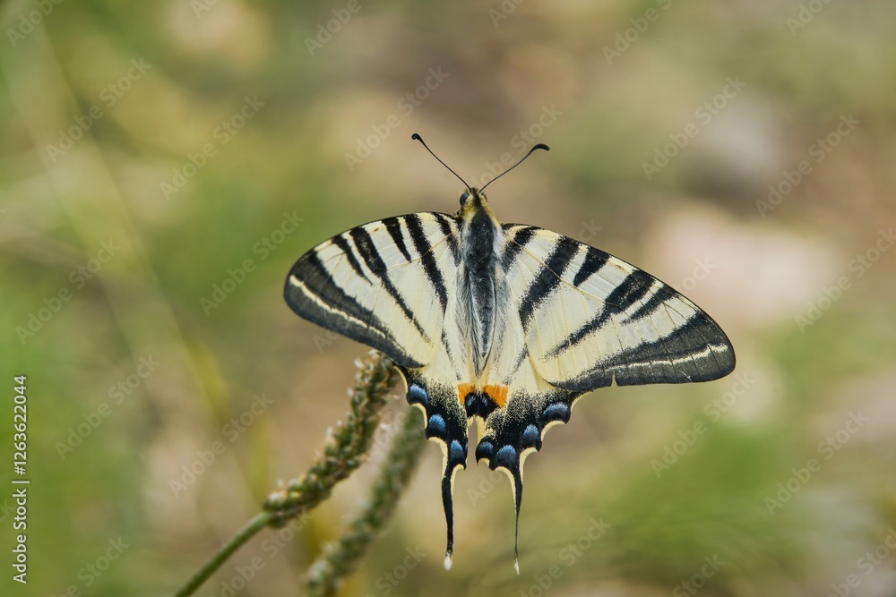 Fototapeta premium Portrait of a beautiful Scarce swallowtail in its nature habitat. Iphiclides podalirius 