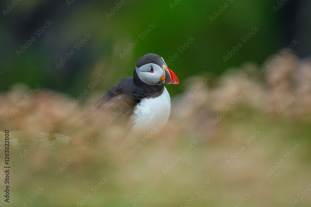 Naklejka premium Beautiful Atlantic puffin bird or common puffin living on coastline during the breeding season on summer at Shetlands island. 