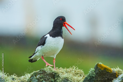 Eurasian oystercatcher, Haematopus ostralegus, also known as the common pied oystercatcher. Shetland, Scotland photo