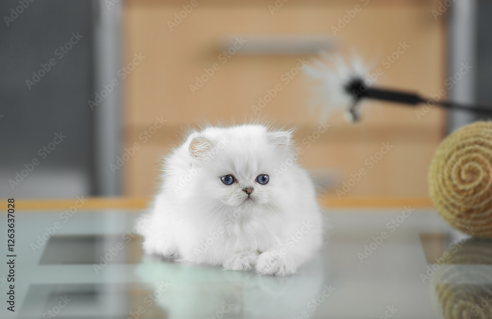 Φωτογραφία White fluffy british kitten