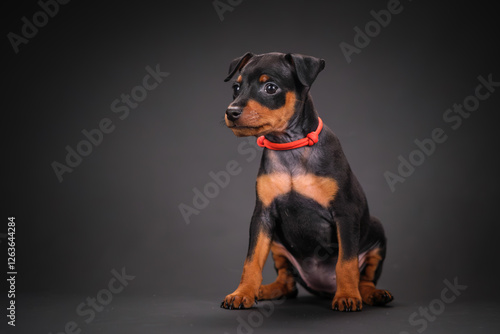 Photography A black and tan miniature pinscher puppy is sitting on a black background