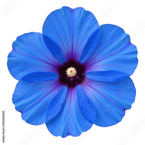 Closeup of a vibrant blue flower with visible details of petals and center.  Cutout image on black background.
