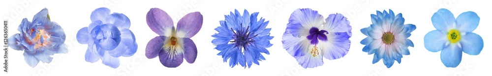 Obraz premium Different beautiful flowers in blue shades isolated on white, set