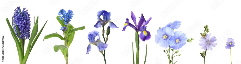 Fototapeta premium Different beautiful flowers in blue shades isolated on white, set