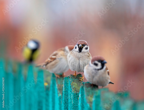 group of funny and angry sparrow birds stand in a row in the garden on a wood...