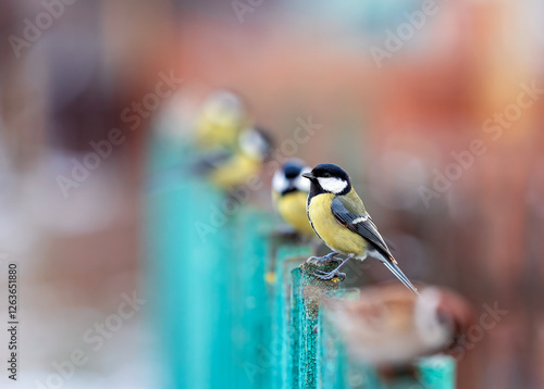 group of funny tits birds standing in a row in the garden on a wooden fence i...