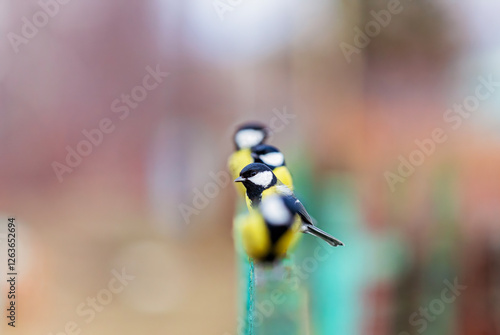funny plump tits birds sitting in the garden in a row in a queue on a wooden ...