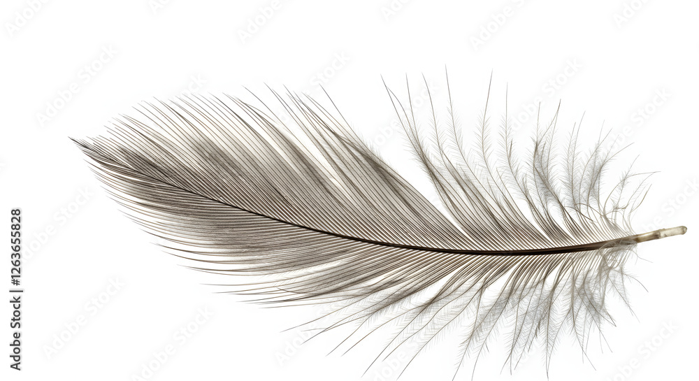Feather's delicate dance: Close-up of an individual feather, its fine details and subtle textures rendered, symbolizing light and freedom