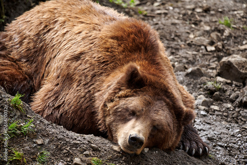 Brown or Grizzly bear (Ursus arctos) relaxes on a river bank - laying down with chin on ground