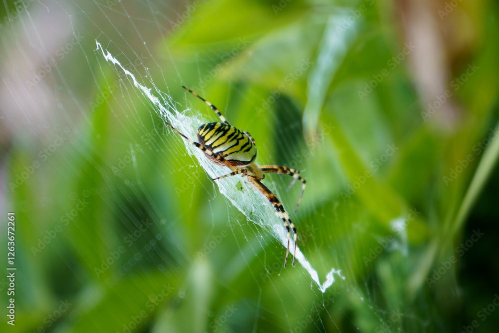 Wasp spider in his web on green blurred background with copy space. Argiope bruennichi Wasp spider in his web on green blurred background with copy space. Argiope bruennichi