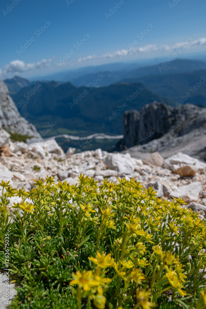 Fototapeta premium Slovenia Alps