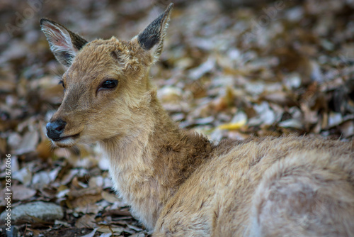 Cute deer in Nara koen park in Nara city, Japan photo