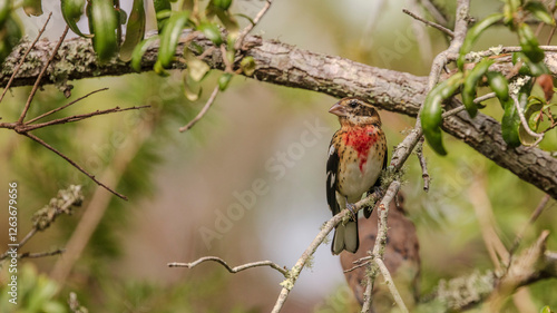 Red-breasted Grosbeak in Live Oak Tree photo