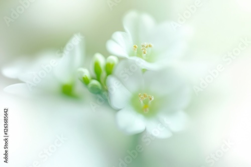 Delicate white flowers with soft petals and gentle hues