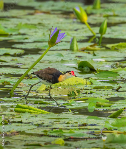 Comb-crested jacana (Irediparra gallinacea)walking on lily pads looking for food at the Gold Coast, Queensland, Australia. photo