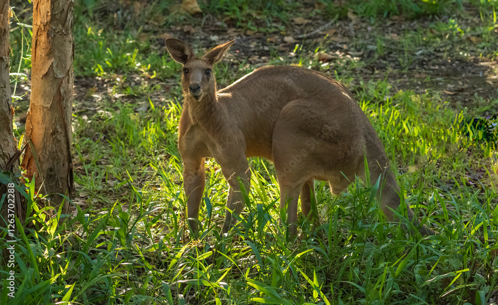 Fototapeta premium Eastern grey kangaroo ears pricked up and being alert at the Gold Coast, Australia.