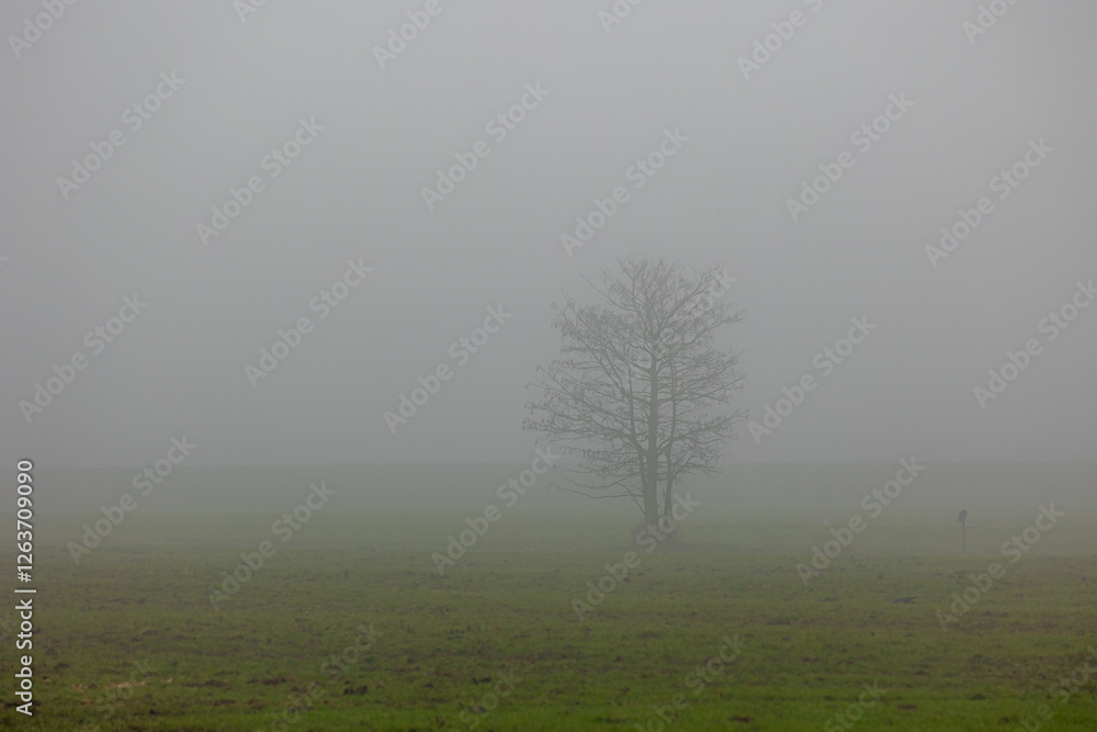 Winter countryside landscape, Typical Dutch polder with silhouette tree in the mist on grass field that can dimly seen, Flat and low land with foggy in morning, Abcoude, Utrecht province, Netherlands.