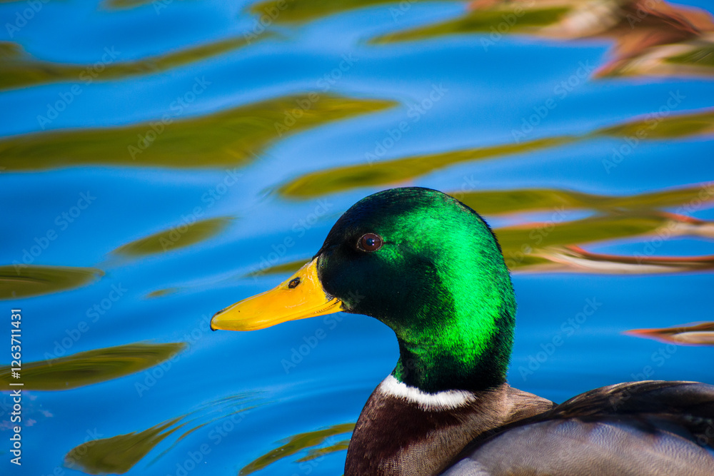 Fototapeta premium Patos en la laguna del parque