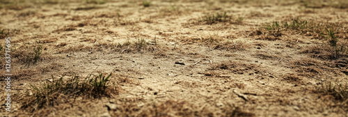 Texture of short patchy grass with bare spots and uneven dry surface in a sunlit area