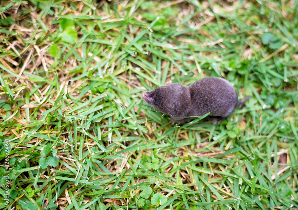 A North American Least Shrew in the grass A North American Least Shrew in the grass
