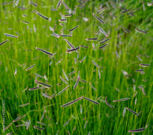 image of mosquito grass (bouteloua gracilis) during summertime photo