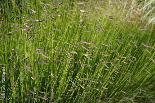 image of mosquito grass (bouteloua gracilis) during summertime
