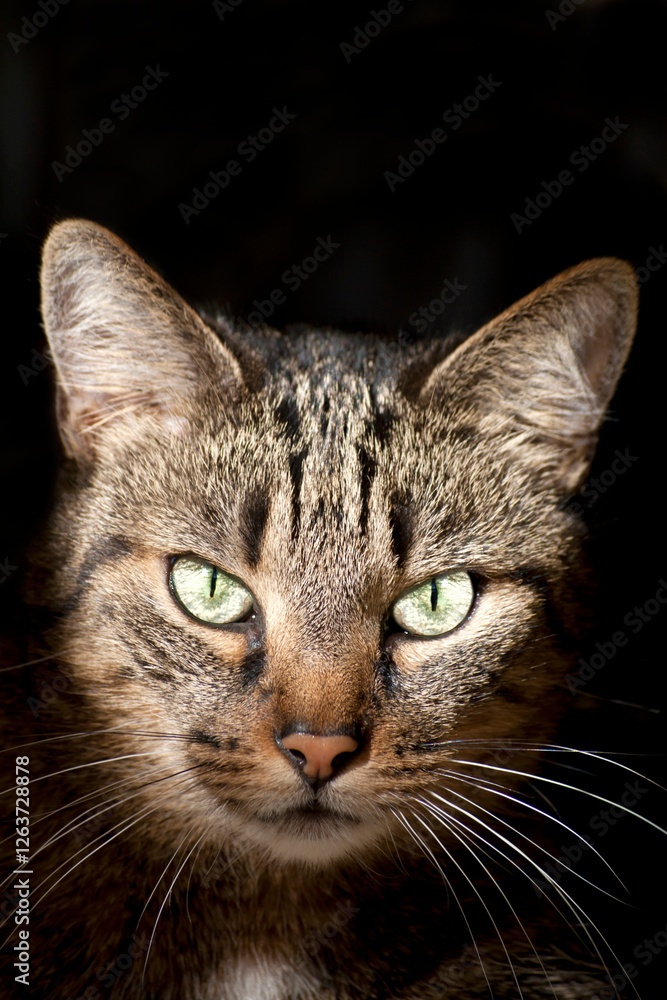 Getigerte Katze schaut frontal in die Kamera. Studio Aufnahme einer Hauskatze mit dunklem Hintergrund Getigerte Katze schaut frontal in die Kamera. Studio Aufnahme einer Hauskatze mit dunklem Hintergrund