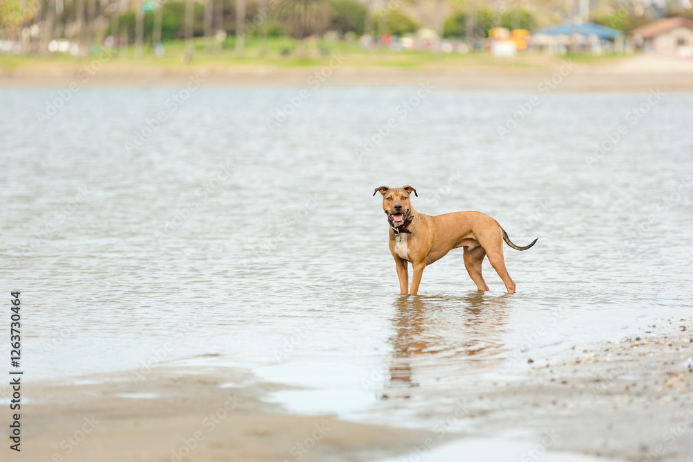 Handsome brown and black American Pit Bull Terrier dog standing in water at the beach on a hot summer day looking at camera smiling Handsome brown and black American Pit Bull Terrier dog standing in water at the beach on a hot summer day looking at camera smiling