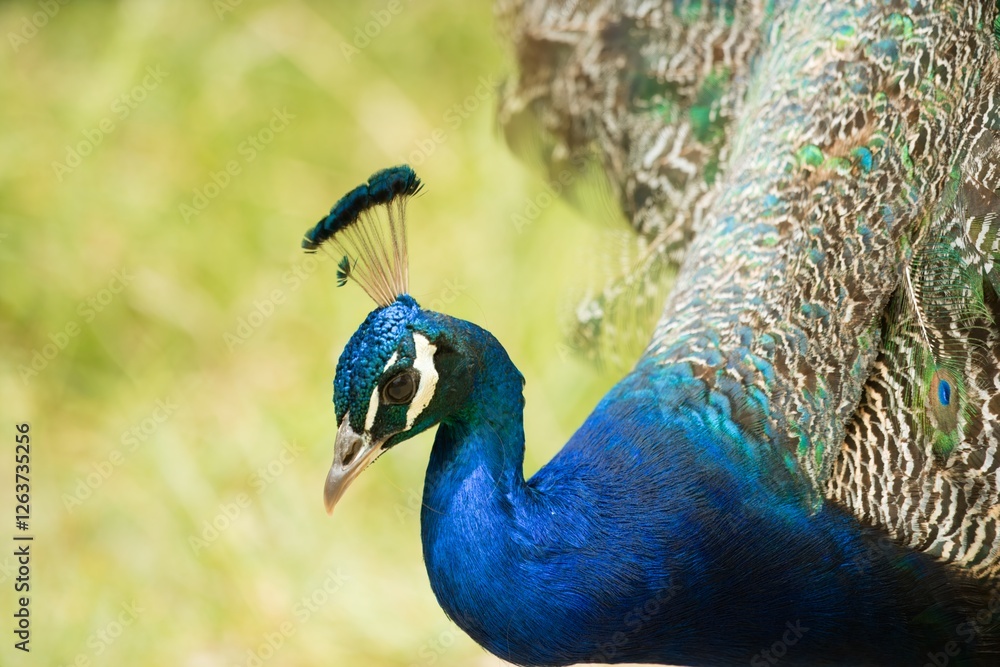 Closeup on the Blue Peacock – Stunning Details of a Vibrant Bird Closeup on the Blue Peacock – Stunning Details of a Vibrant Bird