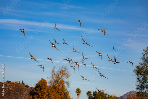 Mallard ducks flying in San Diego California Park 2024 