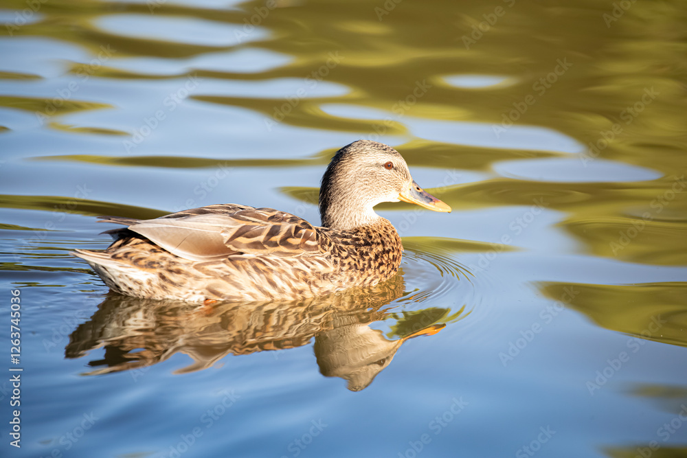 Female Mallard duck at Lindo Lake Park Lakeside California Female Mallard duck at Lindo Lake Park Lakeside California