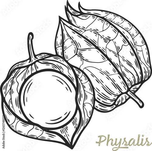 Cape gooseberry physalis peruviana berry fruit leaf plant branch superfood engraving hand drawn illustration black white isolated vintage line art sketch silhouette graphic style poster label web