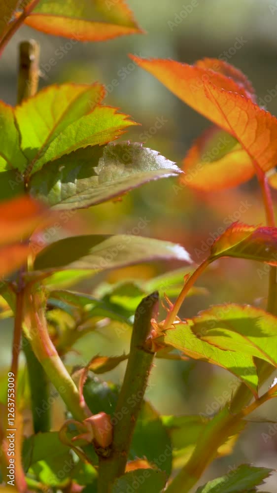 Nature energy shines through in warm tones of red, orange, green on rose leaves. Interplay between these colors symbolizes renewal, growth continues to drive forward the natural processes of life Nature energy shines through in warm tones of red, orange, green on rose leaves. Interplay between these colors symbolizes renewal, growth continues to drive forward the natural processes of life