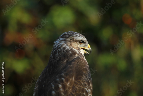 buse variable à l'affût