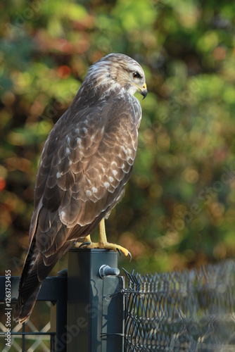 buse variable à l'affût